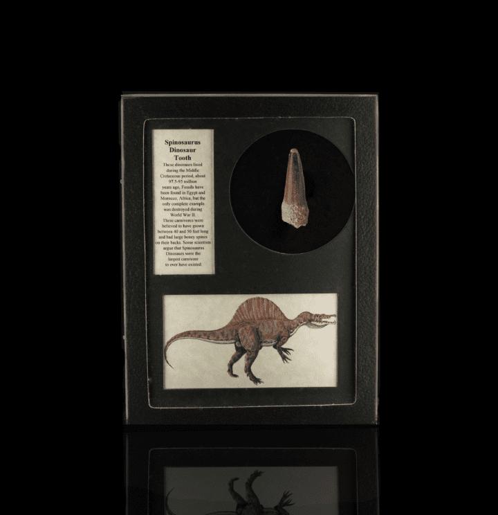Spinosaurus Tooth Fossil in Collector's Box - Image 5