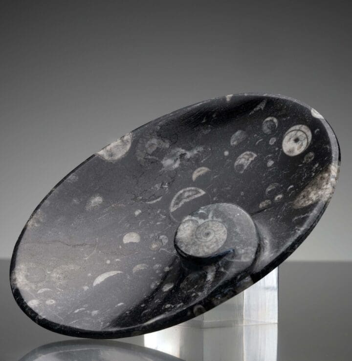 Ammonite and Belemnite Oval Dish // Ver. 1