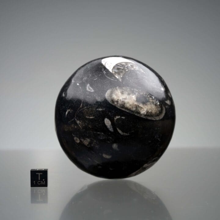 Belemnite Sphere - Image 2
