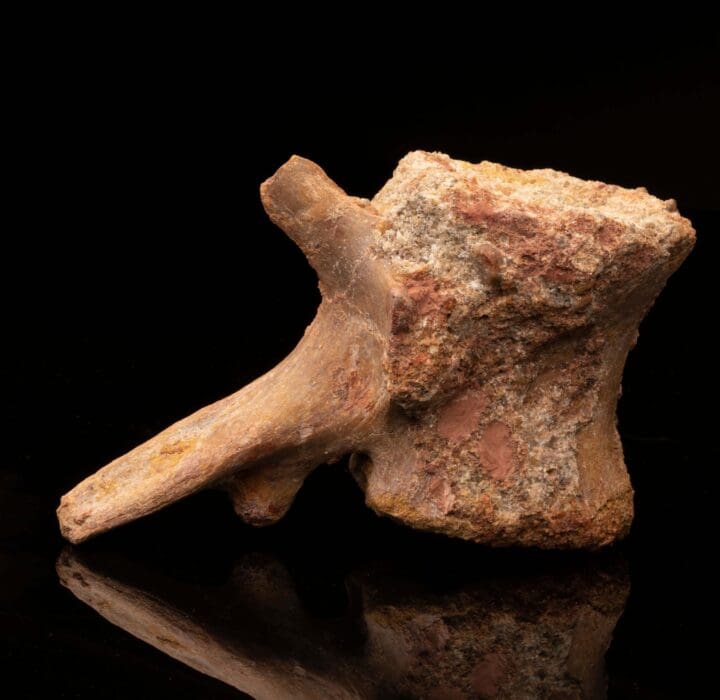 Spinosaurus Vertebra // Ver. 2