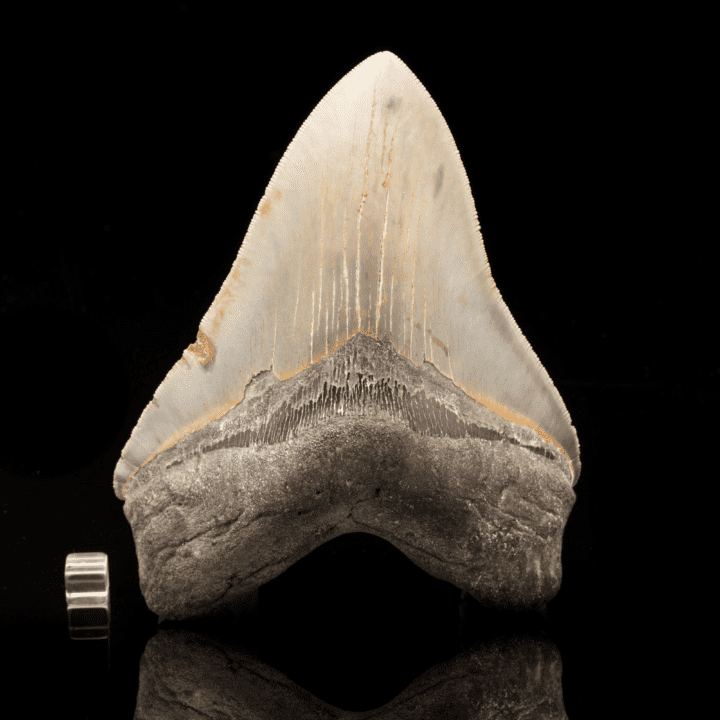 Megalodon Tooth // 6-1/8" High - Image 2