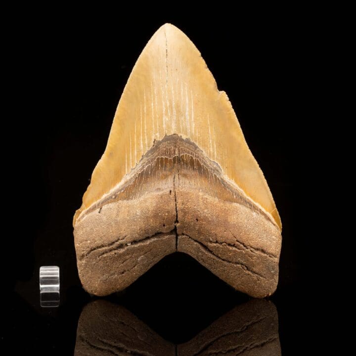 Megalodon Tooth // 6" High // Ver. 2 - Image 2