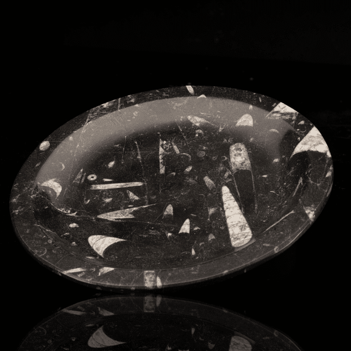 Belemnite Plate - Image 2