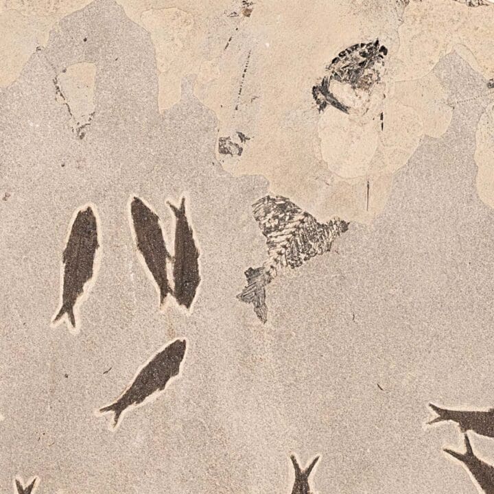 Fossilized School of Knightia Fish in Limestone - Image 2