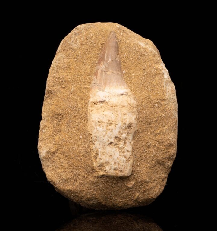 Mosasaurus Tooth With Root in Matrix