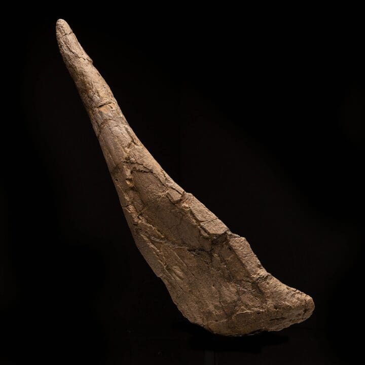 Stegosaurus Tail Spike // 18" Long - Image 2