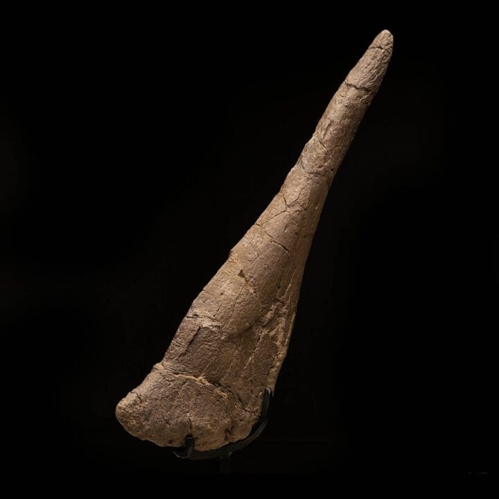 Stegosaurus Tail Spike // 18" Long - Image 3