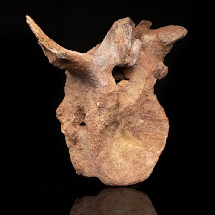 Spinosaurus Vertebra // 3.7 Lb. - Image 2