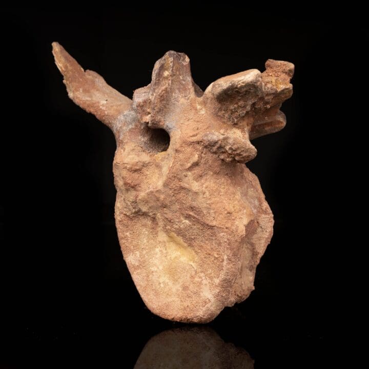 Spinosaurus Vertebra // 3.7 Lb. - Image 3