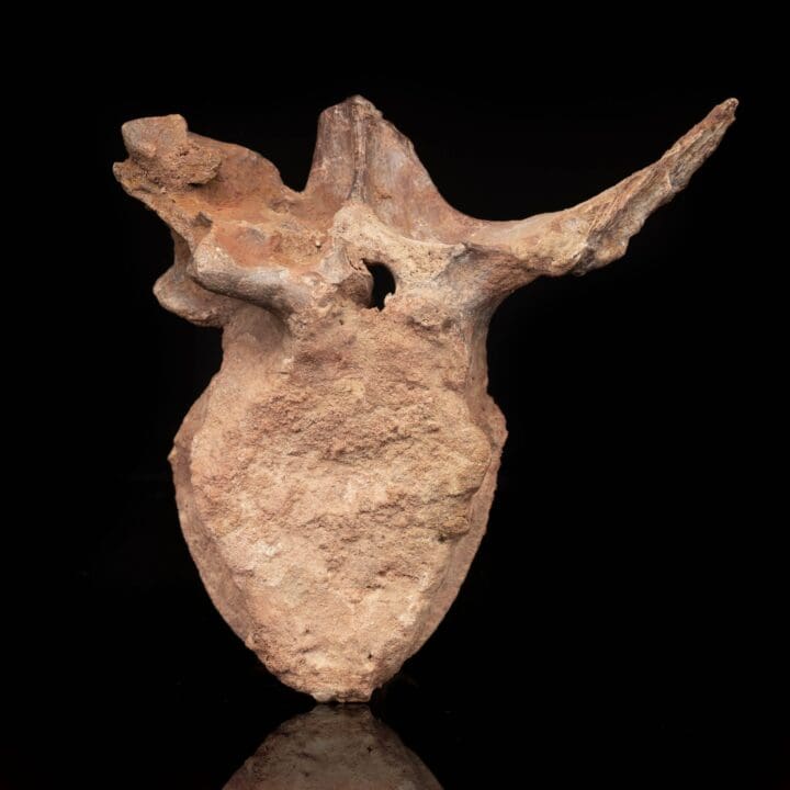 Spinosaurus Vertebra // 3.7 Lb. - Image 4