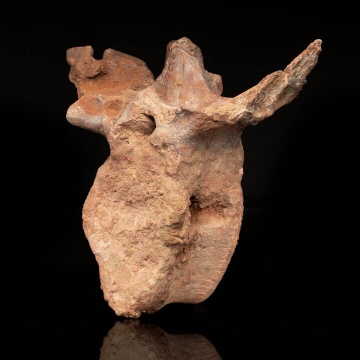 Spinosaurus Vertebra // 3.7 Lb. - Image 5