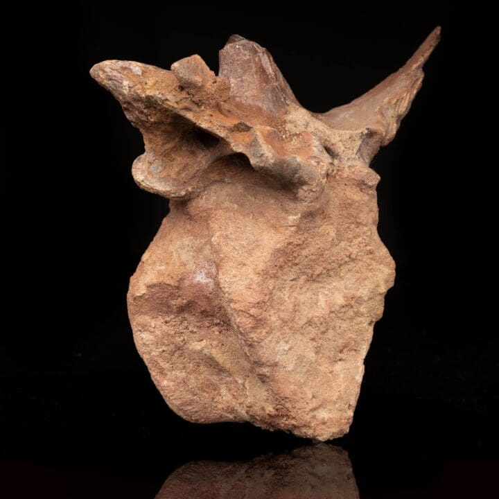 Spinosaurus Vertebra // 3.7 Lb. - Image 6