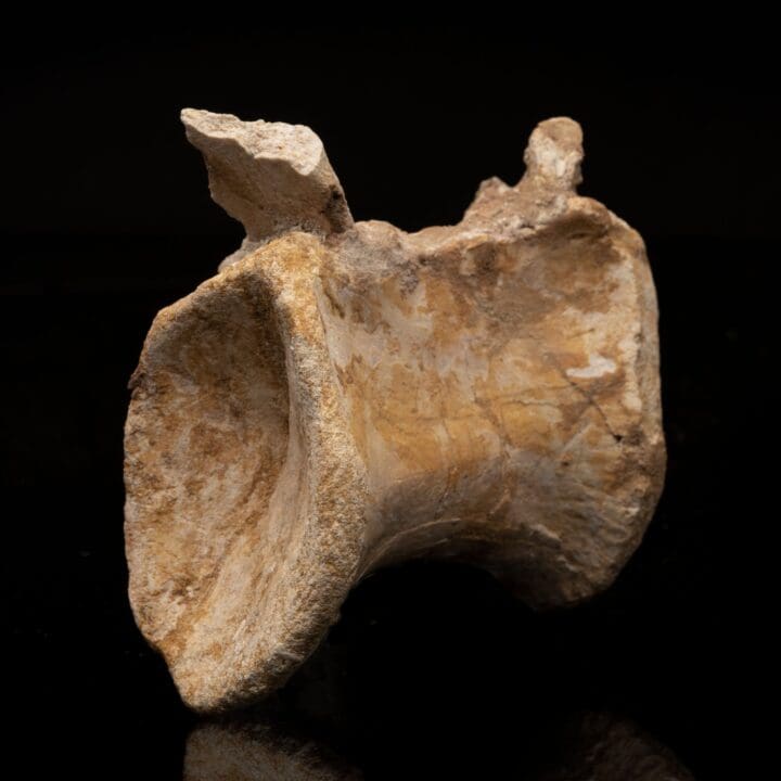 Spinosaurus Vertebra // 476 Grams
