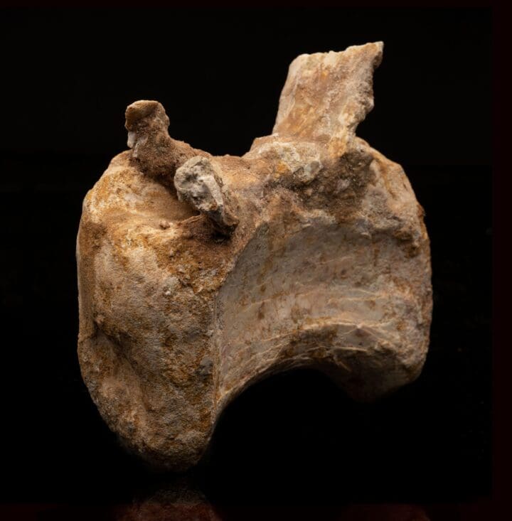 Spinosaurus Vertebra // 476 Grams - Image 2