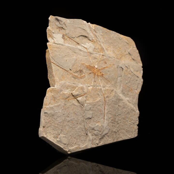 Jurachresmoda Insect Fossil // 299 Grams - Image 3
