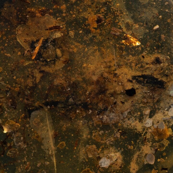 Burmese Amber With Snail Shell // 7.61 Grams - Image 2