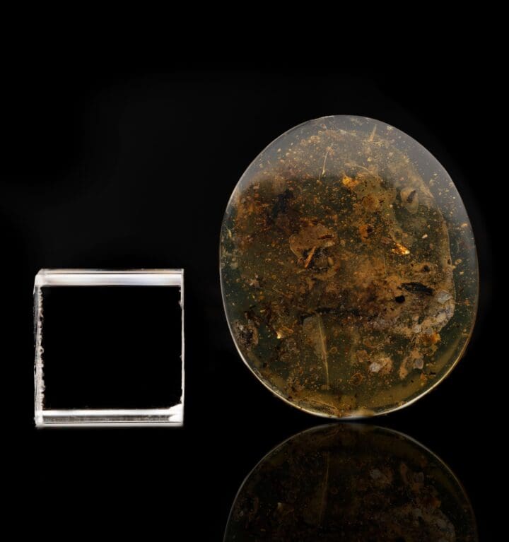 Burmese Amber With Snail Shell // 7.61 Grams - Image 3