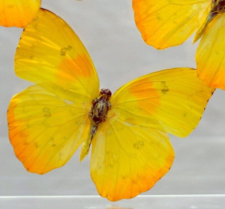 Butterflies in Display Box // Ver. 3 - Image 2