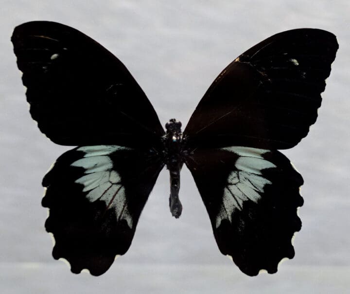 Butterfly in Display Box // Ver. 3 - Image 2