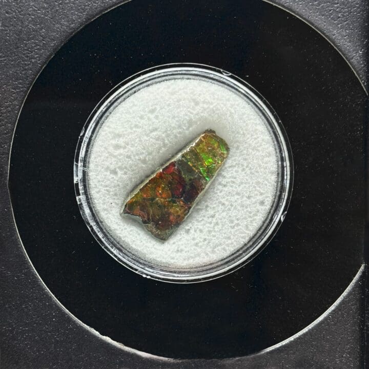 Ammolite in Collector's Box - Image 3