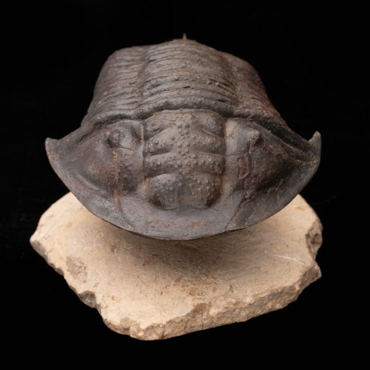Burmeisterella Trilobite // 3.17 Lb.
