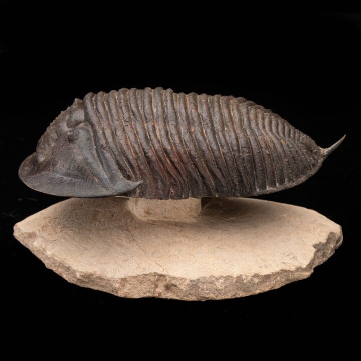 Burmeisterella Trilobite // 3.17 Lb. - Image 3