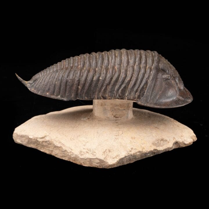 Burmeisterella Trilobite // 3.17 Lb. - Image 4