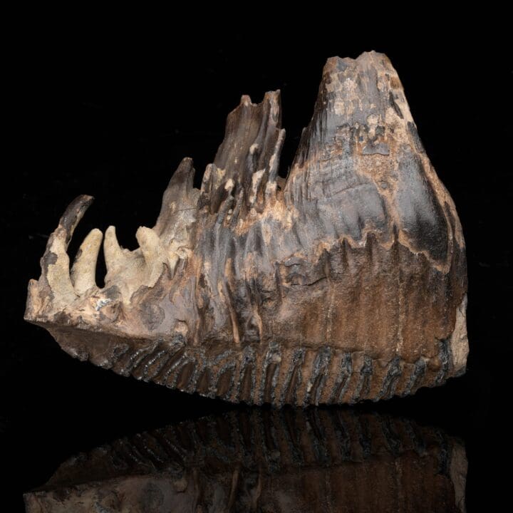 Woolly Mammoth Molar And Root // 3.0 Lb. - Image 3