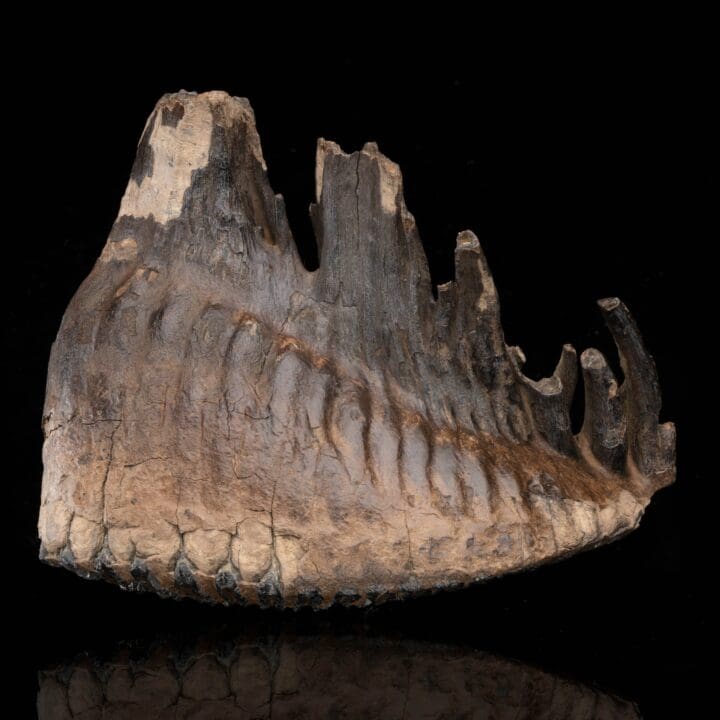 Woolly Mammoth Molar And Root // 3.0 Lb.