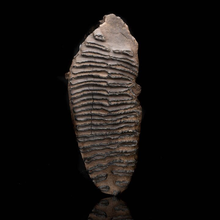 Woolly Mammoth Molar And Root // 3.0 Lb. - Image 2