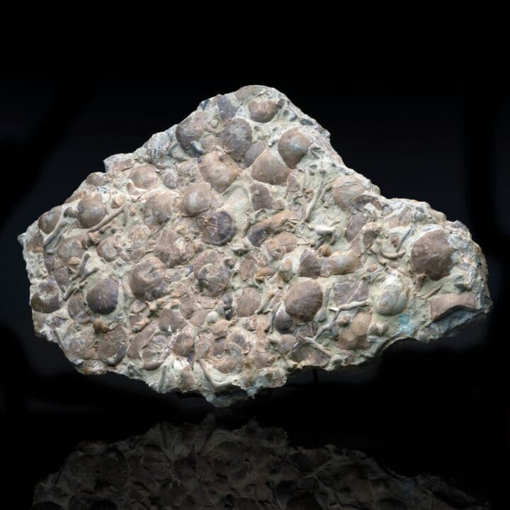 Rafinesquina Fossils in Limestone // 11.5 lb - Image 2