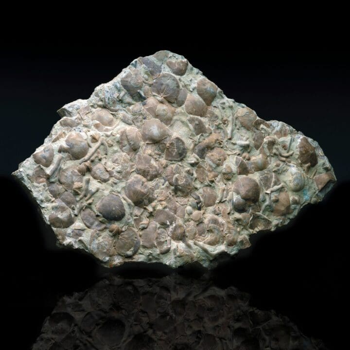 Rafinesquina Fossils in Limestone // 11.5 lb - Image 3