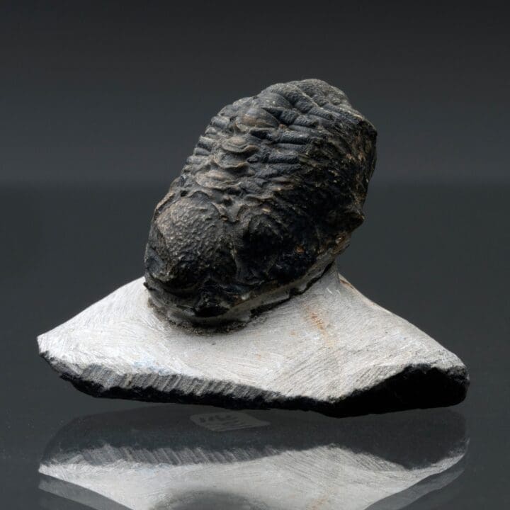 Trilobite Fossil // 96 Grams