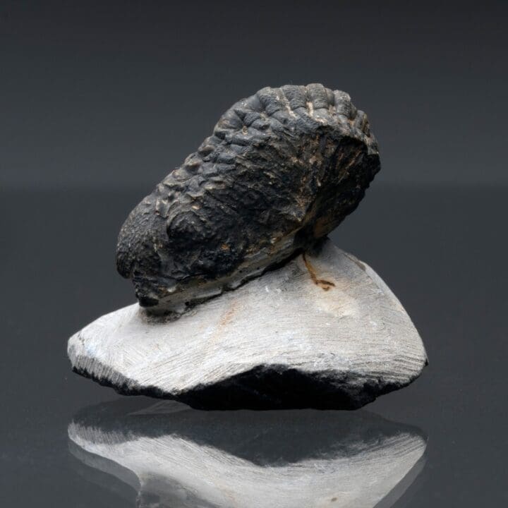 Trilobite Fossil // 96 Grams - Image 2