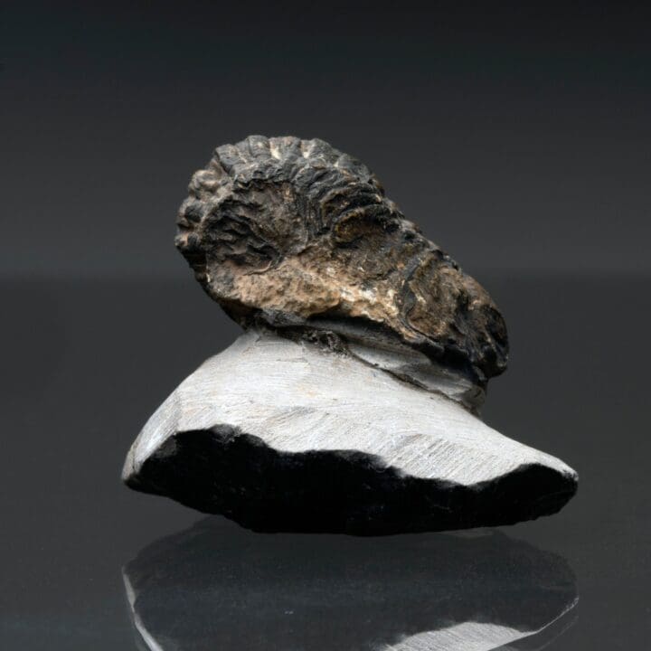 Trilobite Fossil // 96 Grams - Image 3