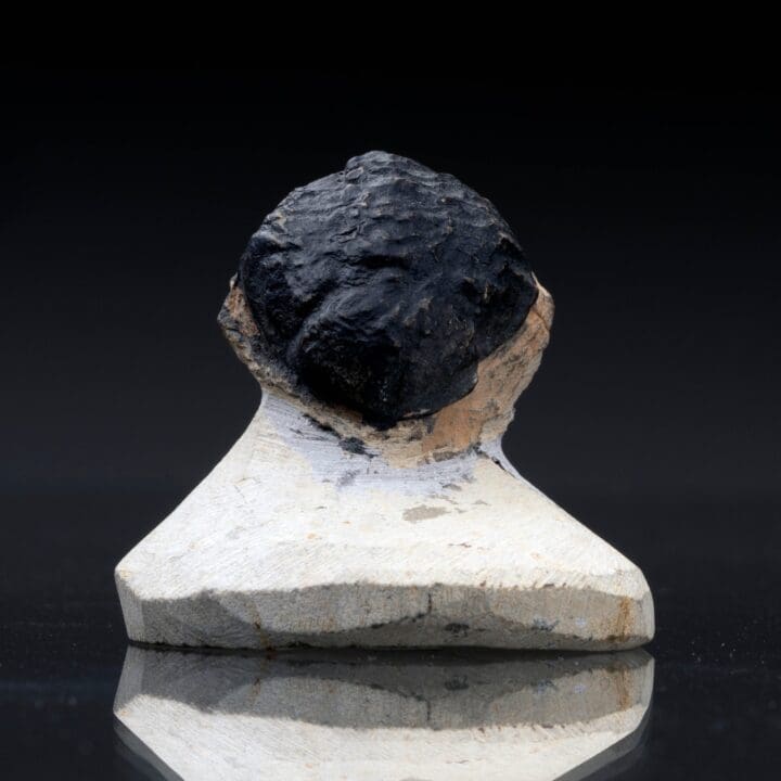 Trilobite Fossil // 103 Grams