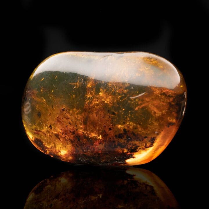 Baltic Amber With Plant Matter // 26.15 Grams - Image 3