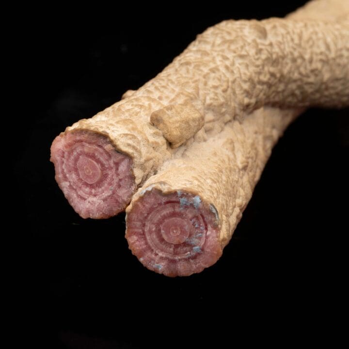 Rhodochrosite Stalactites From Argentina // 7-7/8" Long - Image 4