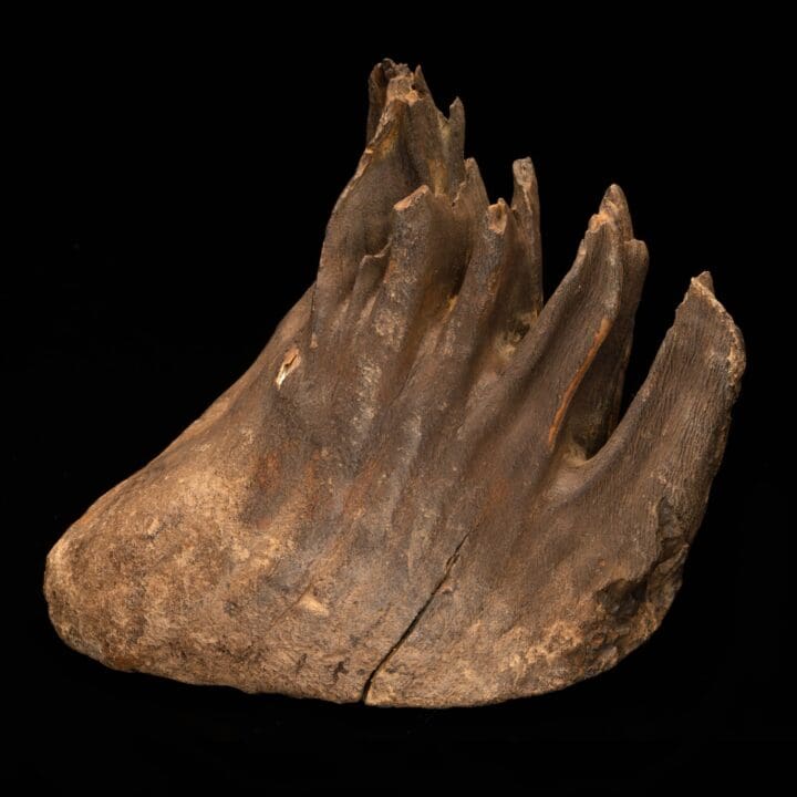 Woolly Mammoth Molar And Root // 2.13 Lb. - Image 5