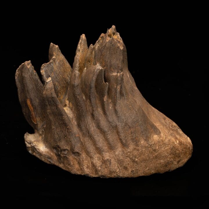 Woolly Mammoth Molar And Root // 2.13 Lb. - Image 4