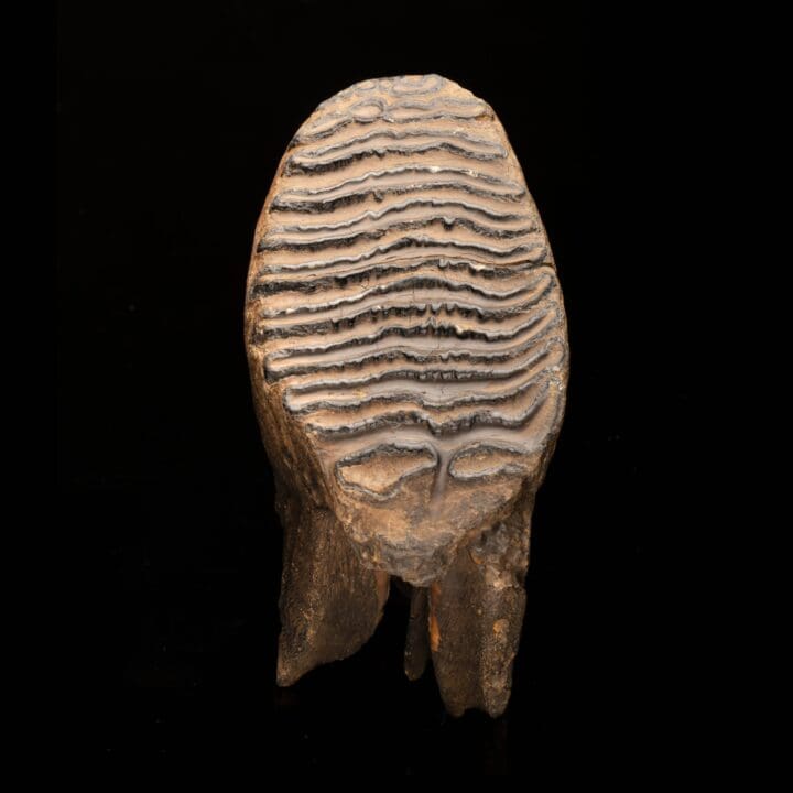 Woolly Mammoth Molar And Root // 2.13 Lb. - Image 2