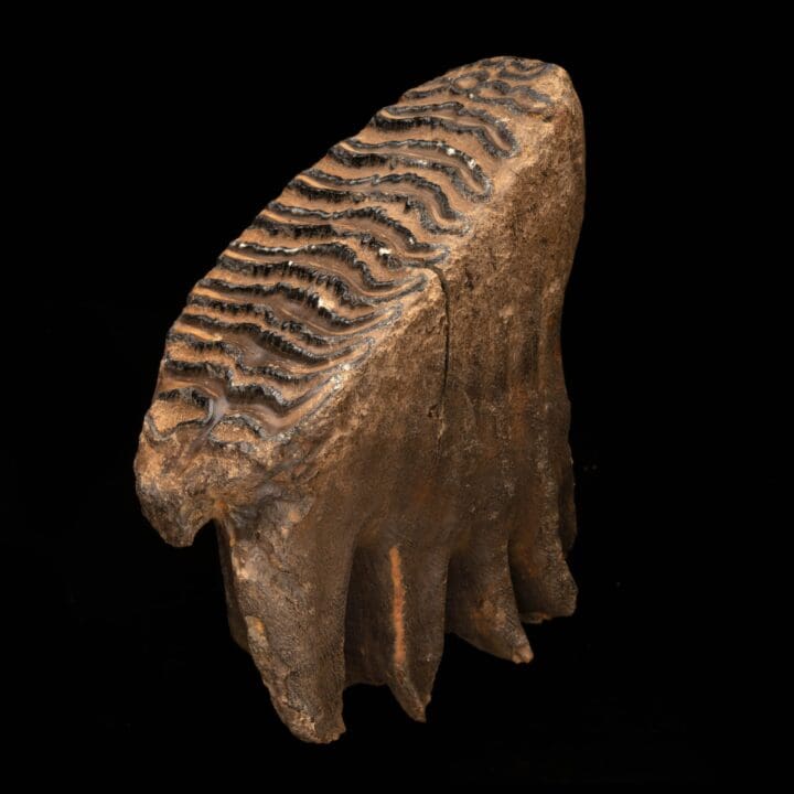 Woolly Mammoth Molar And Root // 2.13 Lb. - Image 3