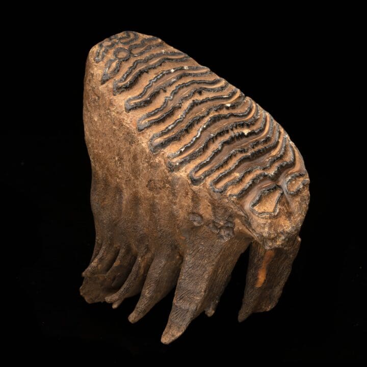 Woolly Mammoth Molar And Root // 2.13 Lb.