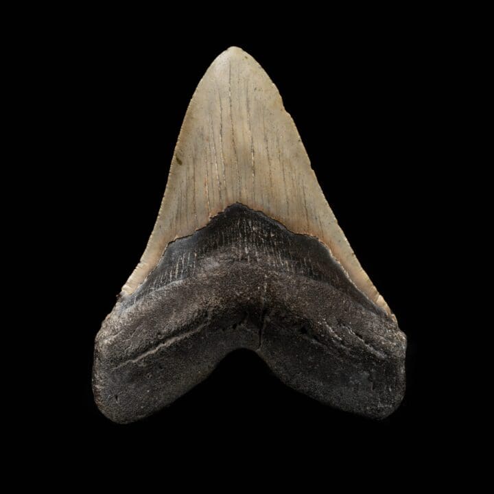 Megalodon Tooth From South Carolina, USA // 5.67" High