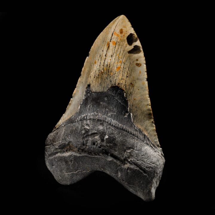 Megalodon Tooth From South Carolina, USA // 5.96" High - Image 2