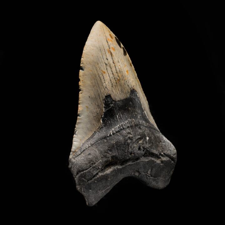 Megalodon Tooth From South Carolina, USA // 5.96" High - Image 3