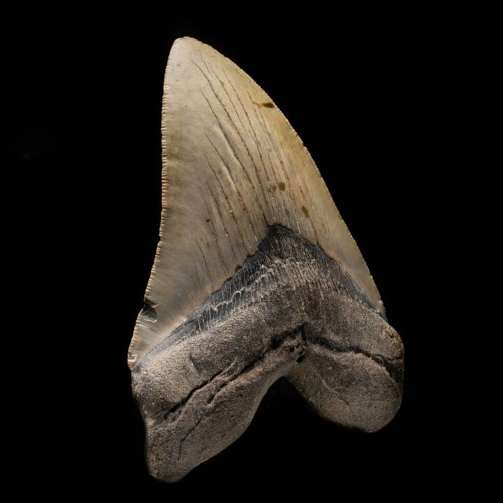 Megalodon Tooth From South Carolina, USA // 5-1/4" High - Image 2
