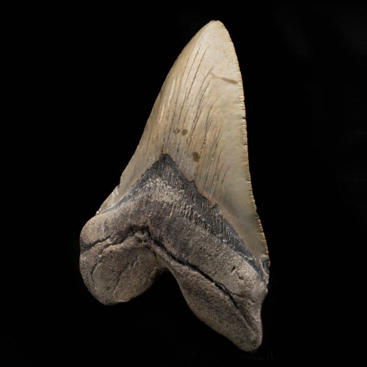 Megalodon Tooth From South Carolina, USA // 5-1/4" High - Image 3