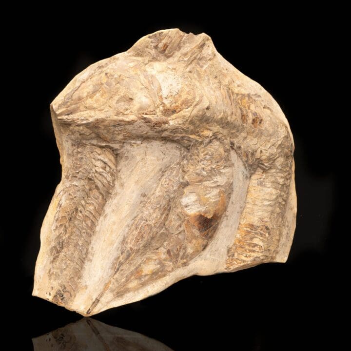 Rhacolepis Buccalis Fossil Fish Plate // 5 Lb. - Image 2