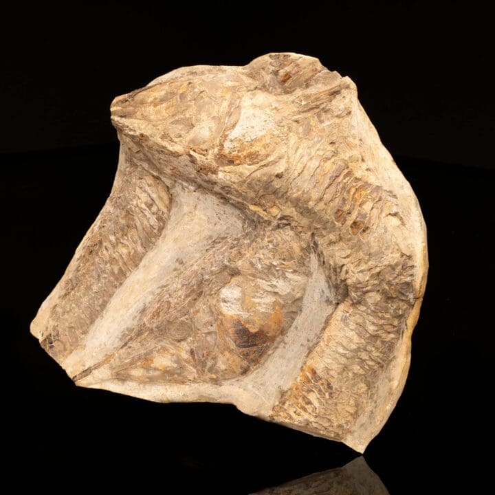 Rhacolepis Buccalis Fossil Fish Plate // 5 Lb. - Image 3